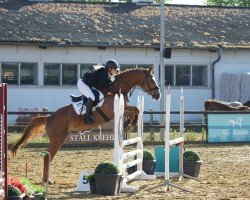jumper Sir Shining (German Sport Horse, 2020, from Zinedream)