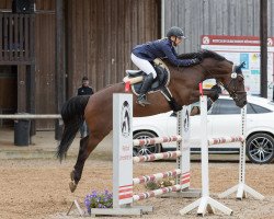jumper Durano 14 (KWPN (Royal Dutch Sporthorse), 2008, from Canturano)