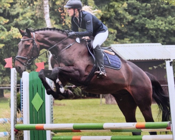 jumper Can do it 17 (Holsteiner, 2009, from Crawford)