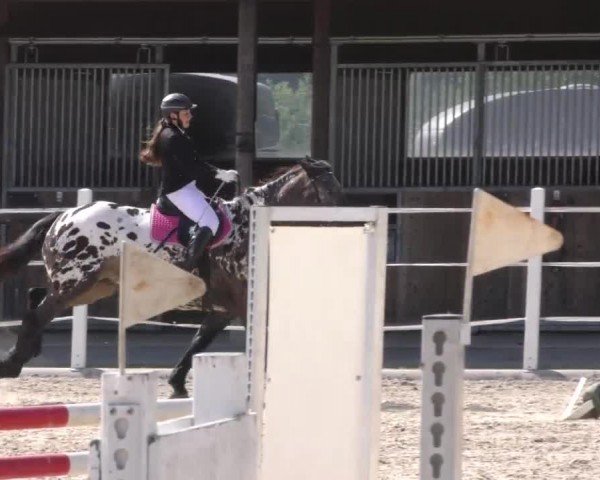 Reitturnier Villach-Stiegerhof 2022