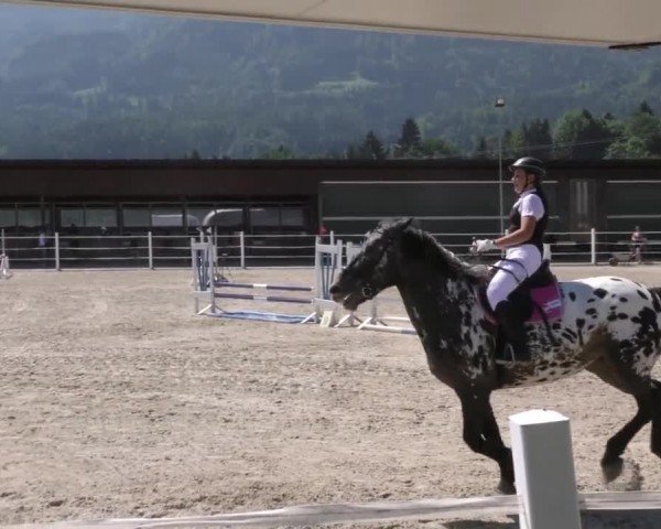 Reitturnier Villach-Stiegerhof 2022