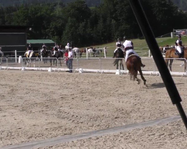 Reitturnier Villach-Stiegerhof 2022