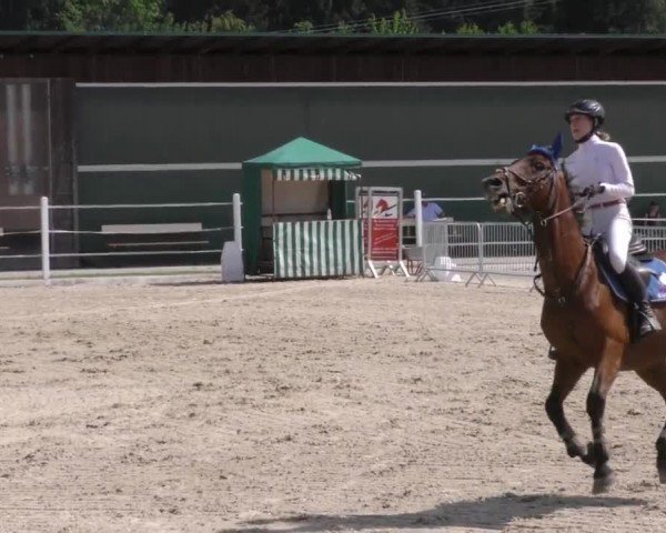 Reitturnier Villach-Stiegerhof 2022