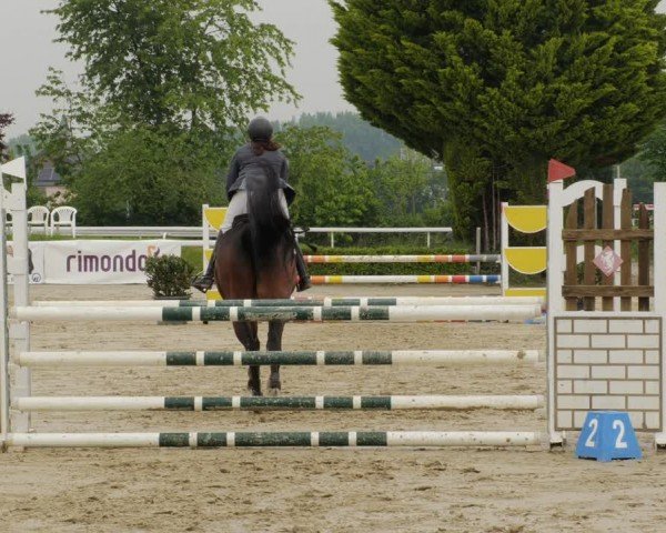 Reitturnier Bornheim-Widdig 2024
