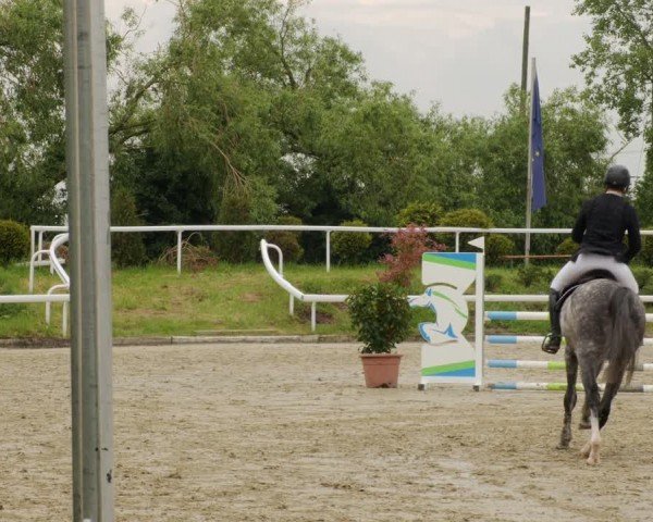 Reitturnier Bornheim-Widdig 2024