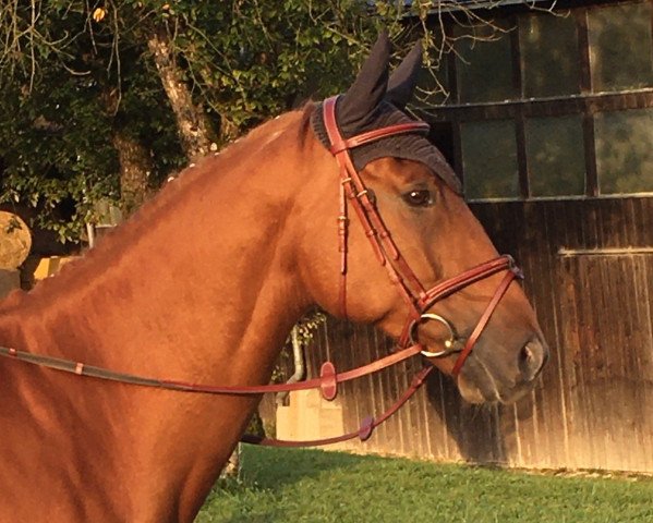 horse Icare des Alpes TS (German Sport Horse, 2014, from Icare d'Olympe AA)