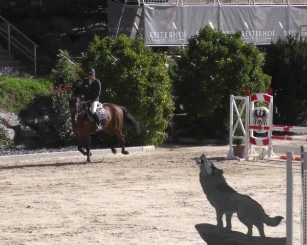 Reitturnier Wolfsberg 2022