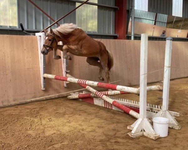 horse Sir Corona (Edelbluthaflinger, 2020, from Starino (9,19% ox))