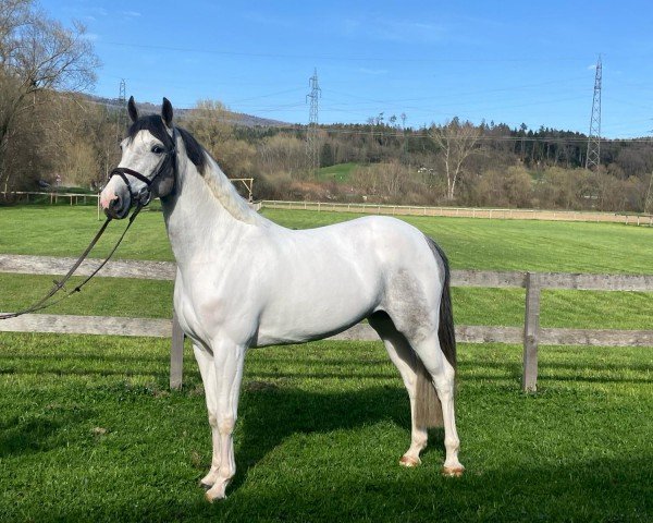jumper Fidelia Vom Weihergut CH (Swiss Warmblood, 2020, from Fidelgo du Houssoit)