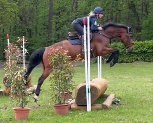 eventing horse Vermeer cs (Westphalian, 2020, from van Gogh)