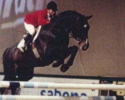 stallion Remondo (Westphalian, 1984, from Renaldo)