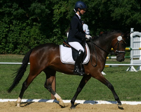 Zuchtstute Steverheides Donna de Wetschen (Deutsches Reitpony, 2009, von Don Miguel Fh) Zuchtstute Steverheides Donna de Wetschen (Deutsches Reitpony, 2009, von Don Miguel Fh)