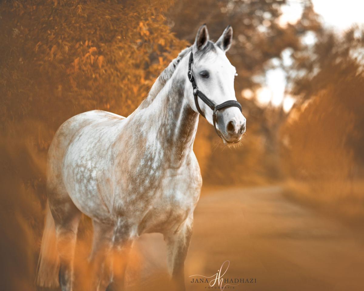 Broodmare Jody Rect (KWPN (Dutch Warmblood), 2014, from Dakar VDL)