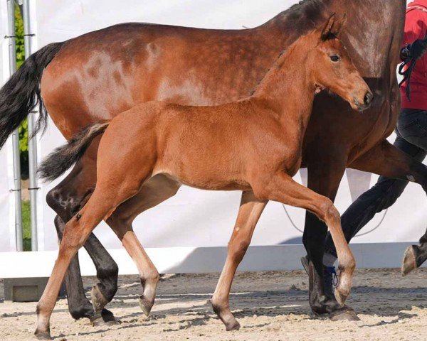 horse Burning Love (Westphalian, 2024, from Be my Dancer)