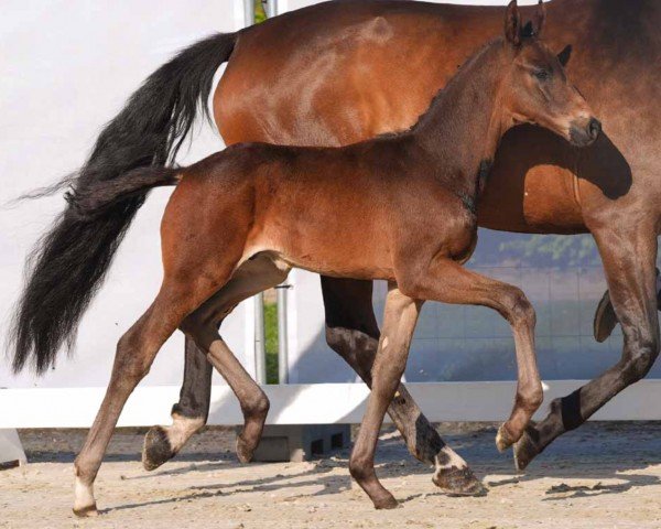 Pferd Full Moon (Westfale, 2024, von Fair Deal)
