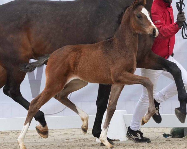 Pferd Vaiana (Westfale, 2024, von V-Power)