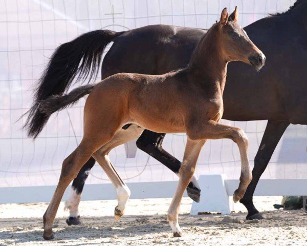 horse Special Agent (Westphalian, 2024, from Sebastino PS)