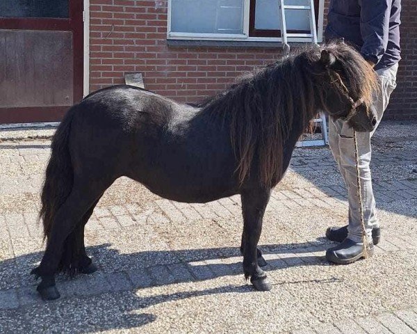 broodmare Rox Lucswolle (Shetland Pony, 2022)