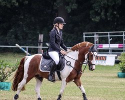 dressage horse Next Level 5 (unknown, 2014)