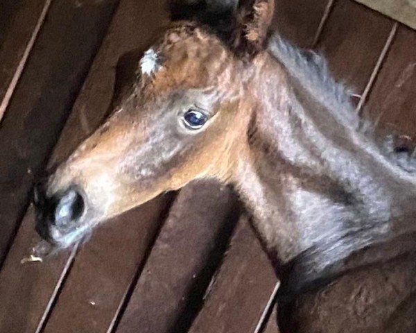 horse Herbstpaganini (Trakehner, 2024, from Preussen Party)
