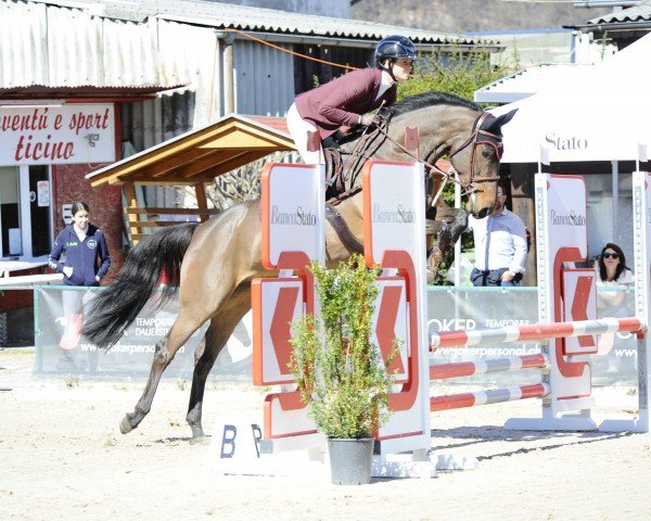 jumper Joker Hermine (Westphalian, 2020, from Hickstead Blue)