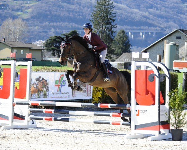 Springpferd Joker Dori (Westfale, 2020, von Diamant de Casall)