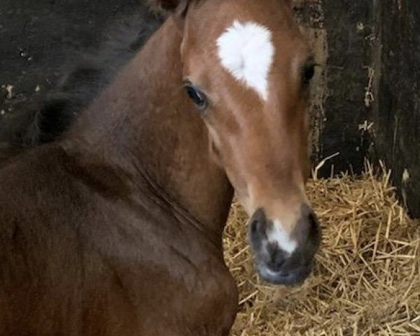 broodmare Herzsymphonie (Trakehner, 2024, from Saint Cyr)