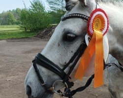 jumper Pretty Girl 51 (German Warmblood, 2013, from Lucky-Man)