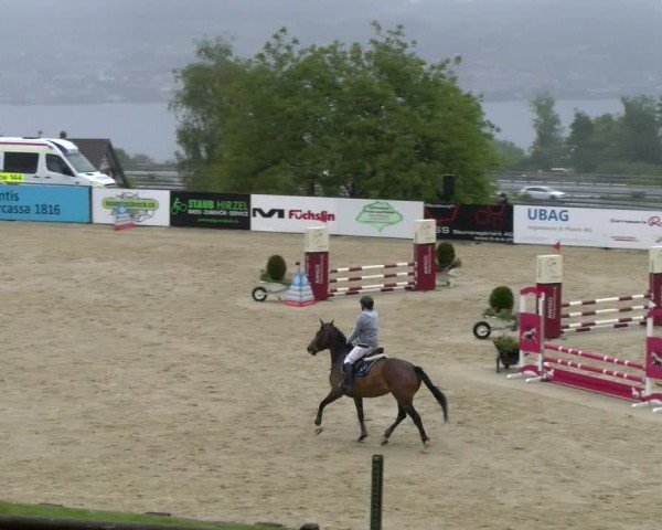 Reitturnier Wädenswil 2024