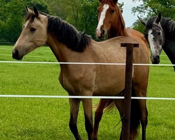 horse Steendieks Candy Blue (German Riding Pony, 2022, from FS Chacco Blue)