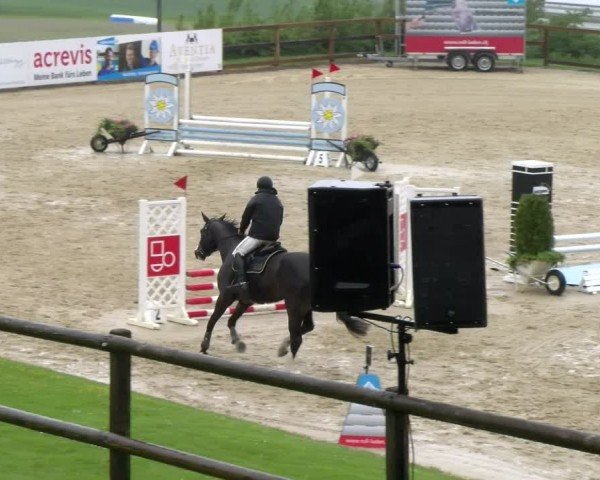 Reitturnier Wädenswil 2024