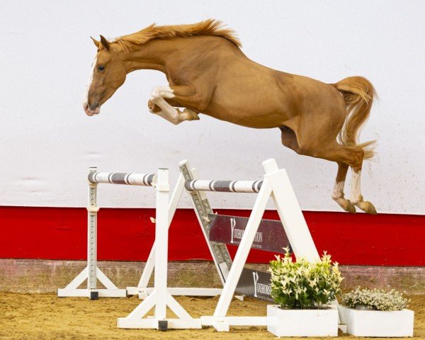 horse Callisto from Milky Way (Zangersheide riding horse, 2021, from Colorit)