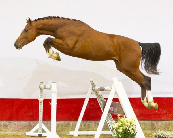 Pferd Espoir B Z (Zangersheide Reitpferd, 2021, von Emerald van 't Ruytershof)