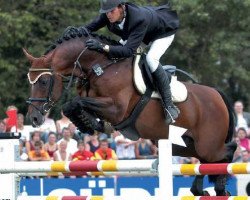 stallion Candillo Z (Holsteiner, 1993, from Cassini I)