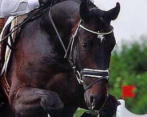 Springpferd Cadini ZD (Hannoveraner, 2005, von Calido I)