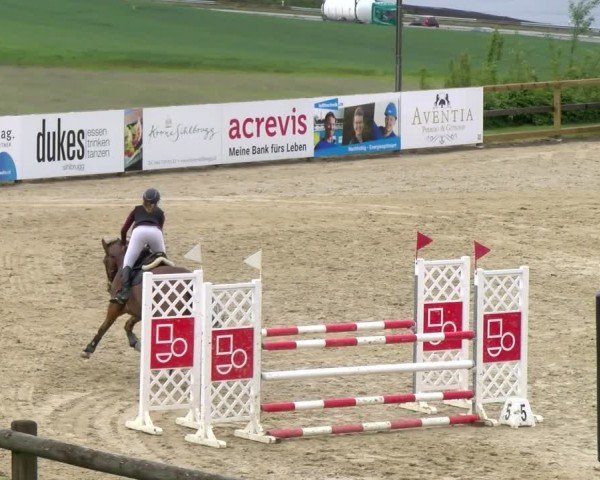 Reitturnier Wädenswil 2024