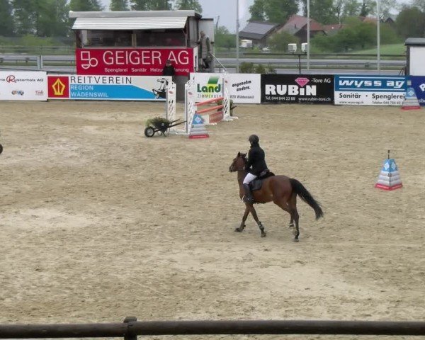 Reitturnier Wädenswil 2024