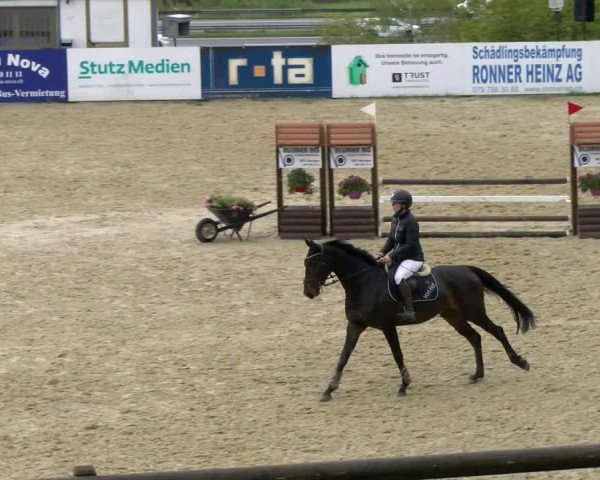 Reitturnier Wädenswil 2024