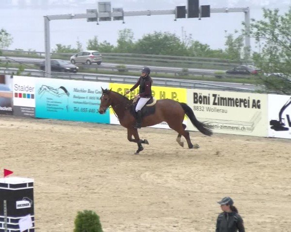 Reitturnier Wädenswil 2024