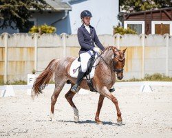 stallion Nachtfuchs F (German Riding Pony, 2019, from Nancho's Golden Star)