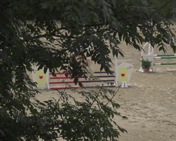 Reitturnier Dienstlhof Launsdorf 2023