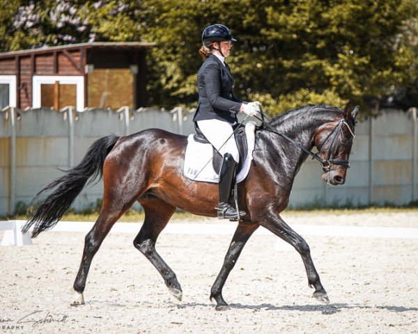 Dressurpferd Escada 321 (Hannoveraner, 2018, von Emilio)