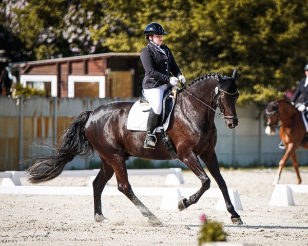 dressage horse Delgado 68 (German Sport Horse, 2013, from Decurio 3) dressage horse Delgado 68 (German Sport Horse, 2013, from Decurio 3)