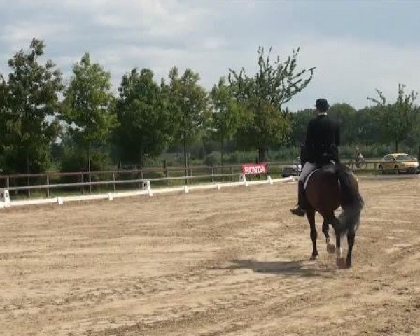 Münster-Angelmodde Dressur und Springturnier 2012