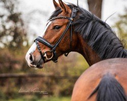 horse Délysée AK (Westphalian, 2020, from Diamond Deluxe)