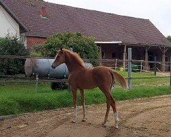 Pferd Stute von Agamemdon xx / Don Juan de Hus (Westfale, 2023)