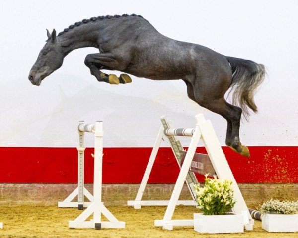 horse Livio van de Schrale Hamme Z (Zangersheide riding horse, 2021, from Leandro Vg)