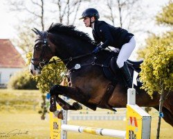 jumper Coca Mg (German Sport Horse, 2018, from Casiro I)