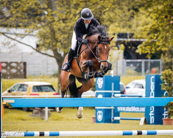broodmare Cora 676 (German Sport Horse, 2015, from Cador 5)