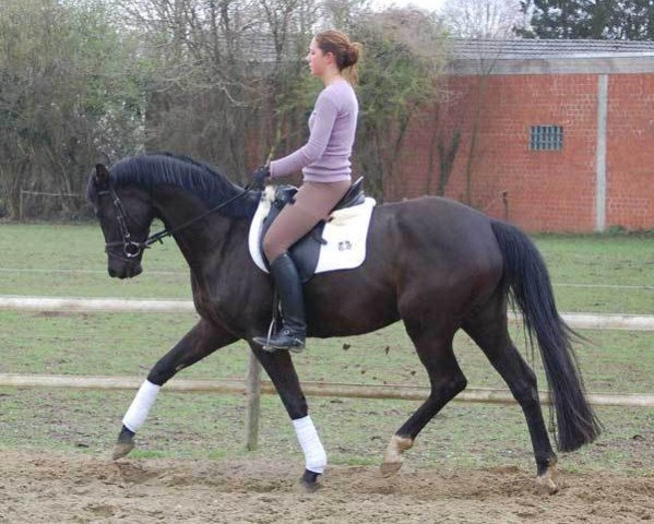 Dressurpferd Mazurka Et Moi (Trakehner, 2006, von Samarkand)